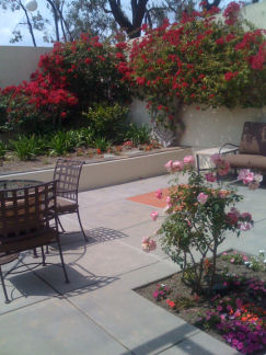 Patio Bougainvillia